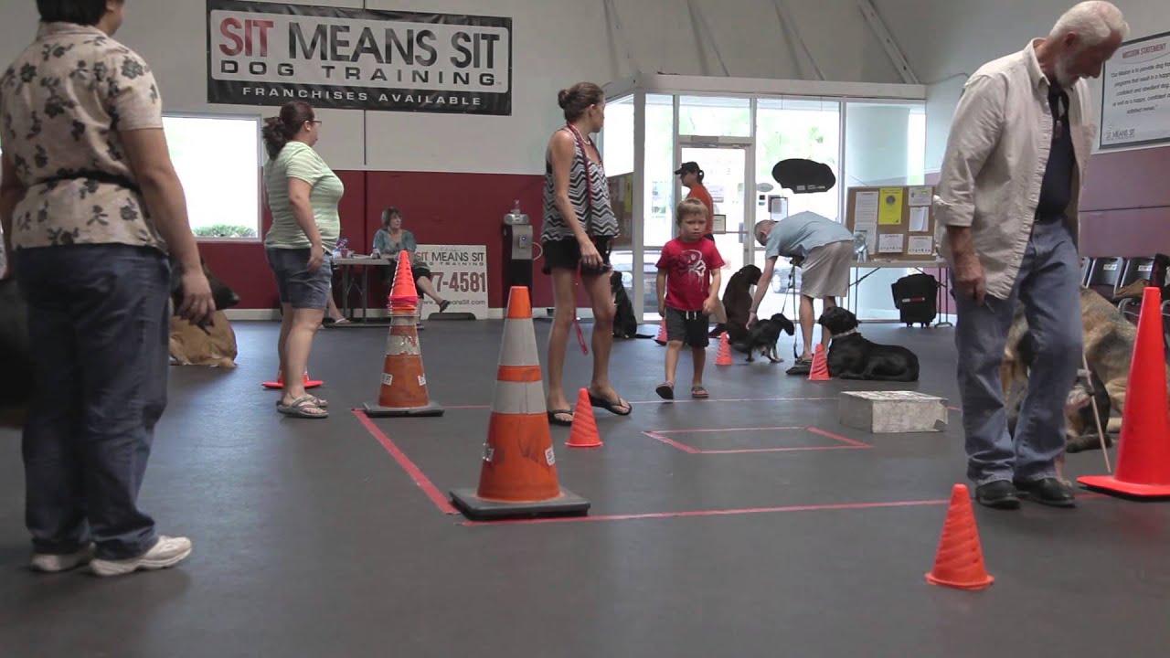 Group Dog Training Classes At Sit Means Sit Dog Socialization