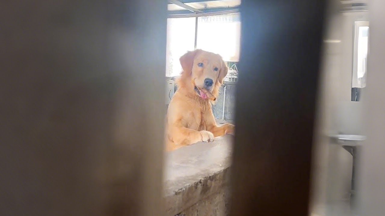 Этот пес ждет меня каждый день, но он не мой!