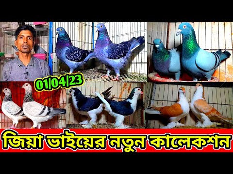 জিয়া ভাইয়ের নতুন কালেকশন | খুবই কম দামে লাহরি রেসার গিরিজেল কবুতর বিক্রি হবে