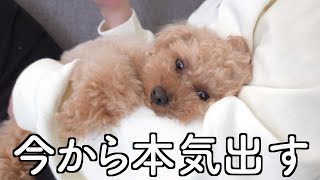 グータラして新しい芸を覚えて、忙しいトイプードルの休日