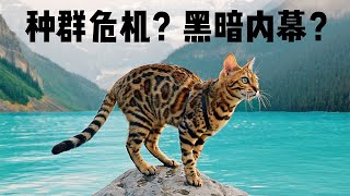 宠物豹猫的诞生是野生豹猫的不幸吗