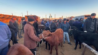 картинка: БОҒОТ МОЛ БОЗОР НАРХЛАРИ 