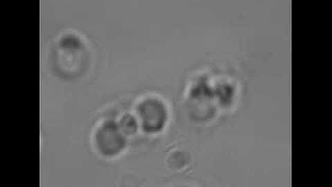 Mimicking natures chirality with magnetic colloids