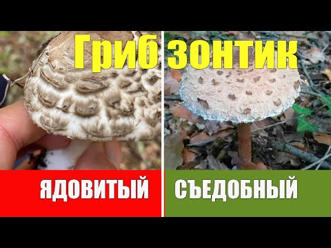 Видео: Зонтики настоящие?