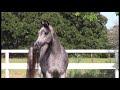 Najah sa  2yo arabian gelding by kanz albidayer