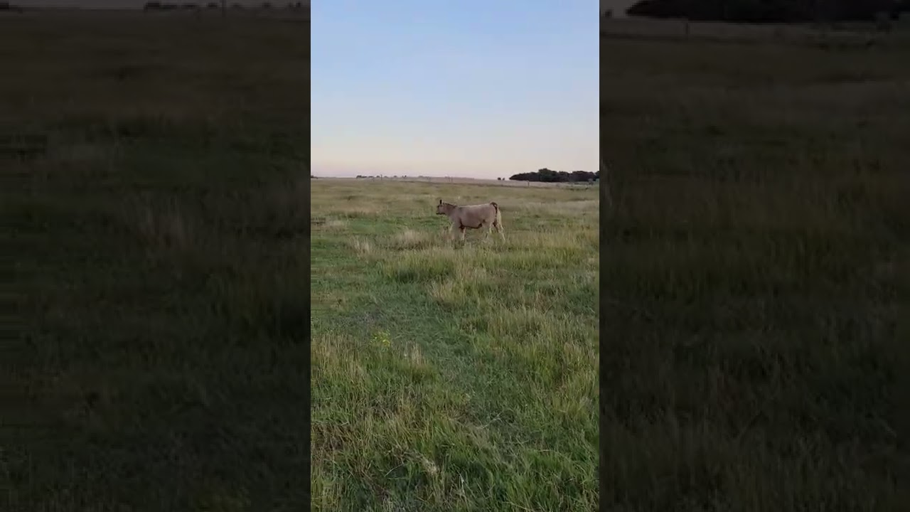 10 HIA x 301 market heifer