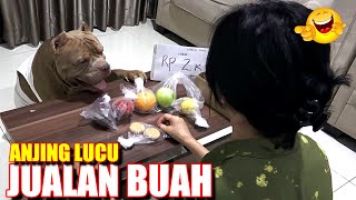 PITBULL DOGS ARE SO FUNNY TO TELL TO SELL FRUIT #hewiepitbull by Hewie Pitbull Channel 6,590 views 3 months ago 8 minutes, 50 seconds