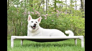 Kimchi (Jindo / Shiba Inu Mix) Continued Education Dog Training Video Demonstration