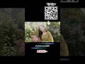 Finding Someone? Template |Trending CoupleReels |Instagram Trending Ree |How To UseVN Code Reel