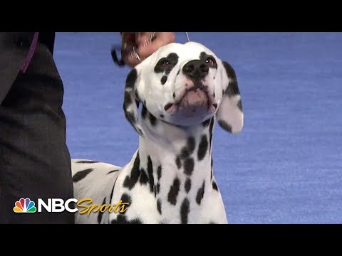 Video: TV Must-See: Pertunjukan Anjing Nasional 2011 Dipersembahkan oleh Purina Airs pada Hari Thanksgiving