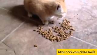 Очень голодный котенок!