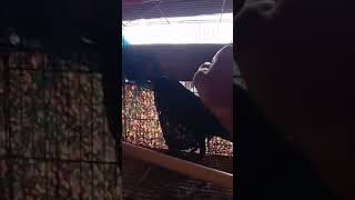 Download Lagu burung gagak bisa bicara(@on video chennel) MP3