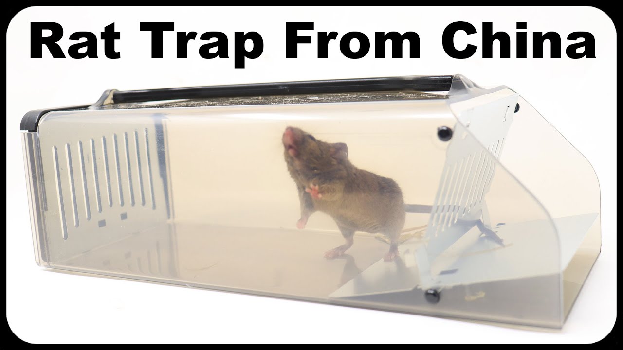 Catching A Huge Rat With A Plastic Trap From China. Mousetrap Monday