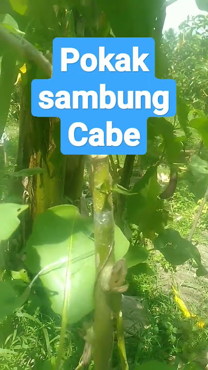 pokak sambung pucuk dengan CABE‼️