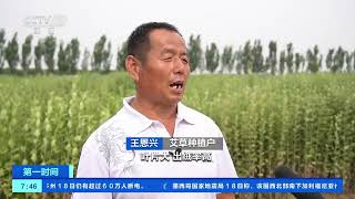 [第一时间]河北馆陶：两万亩艾草开镰收割 艾香飘四野| 财经风云