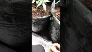 early low stress training