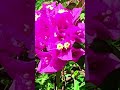 Stress Relief Video Purple Bougainvillea with Soothing Music #selfcare #peace