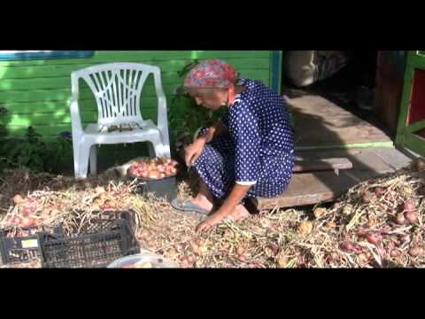 Video: Kuidas õisi Korralikult Kuivatada