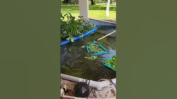 Grow Your Dinner! Raise Fish In Your Backyard