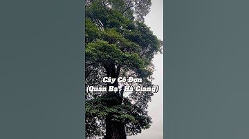 "Cây Cô Đơn " Quản Bạ,Hà Giang#food #travel #hagiang