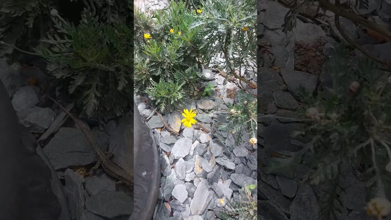 lucertole che stavano dentro l'outlet di Mantova