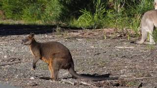 Swamp Wallaby