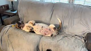 Annie Mae is Pregnant!!!   7-10 pups in October! by Bailey's Basset Hounds 2,597 views 7 months ago 15 seconds