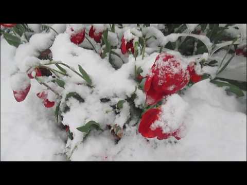 НУ И ПОГОДА! Я В ШОКЕ. НУ И ПОГОДА! Я В ШОКЕ.