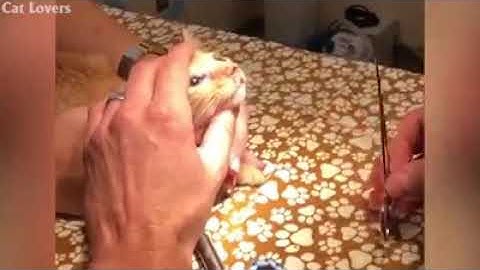 Cat Rescue | Botfly Larva Removed From cats ... 😱