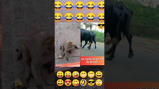 hindi comedy video || shorts viral comedy  trending ytshorts busyfunltd ?