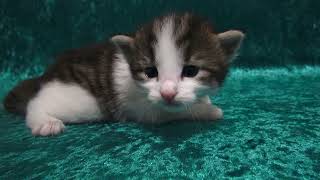Cattery FANTARJAノルウェージャンフォレストキャットの子猫です。誕生から12日目の動画です。 by Yumiko Sotozaki 158 views 2 years ago 1 minute, 38 seconds
