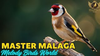 Pure Goldfinch Melody: Authentic Malaga Singing Why Every Bird Lover Is Searching for This Goldfinch screenshot 1