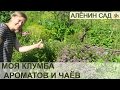 Моя КЛУМБА с ПРЯНЫМИ травами или Аптекарский огород // My sample of herb or kitchen garden