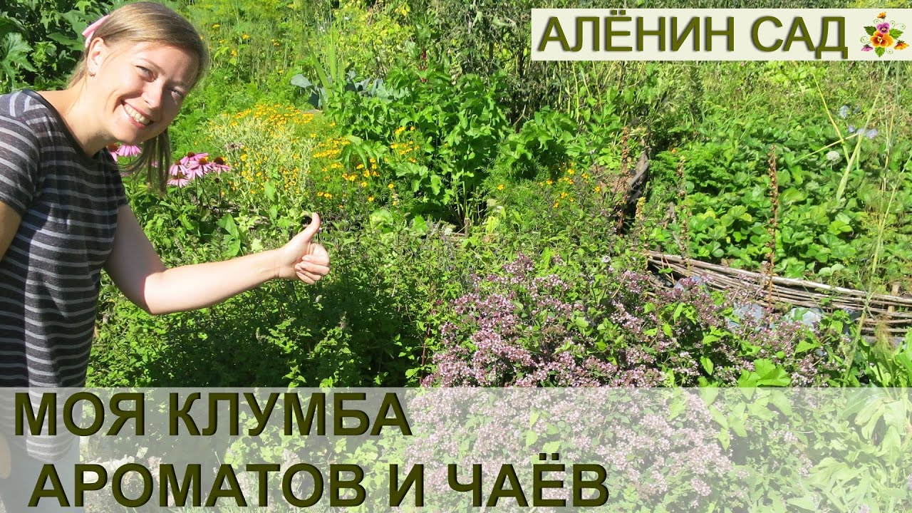 ⁣Моя КЛУМБА с ПРЯНЫМИ травами или Аптекарский огород // My sample of herb or kitchen garden