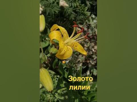 Золото лилии. 💛 - YouTube