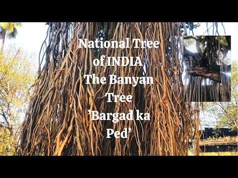 Vídeo: Banyan: uma árvore de bosque e um símbolo da Índia