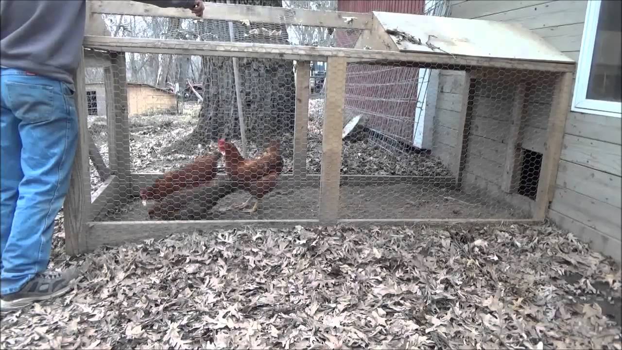 MINNESOTA CHICKENS. Eating Pork Fat. Like Usual, I am easily amused