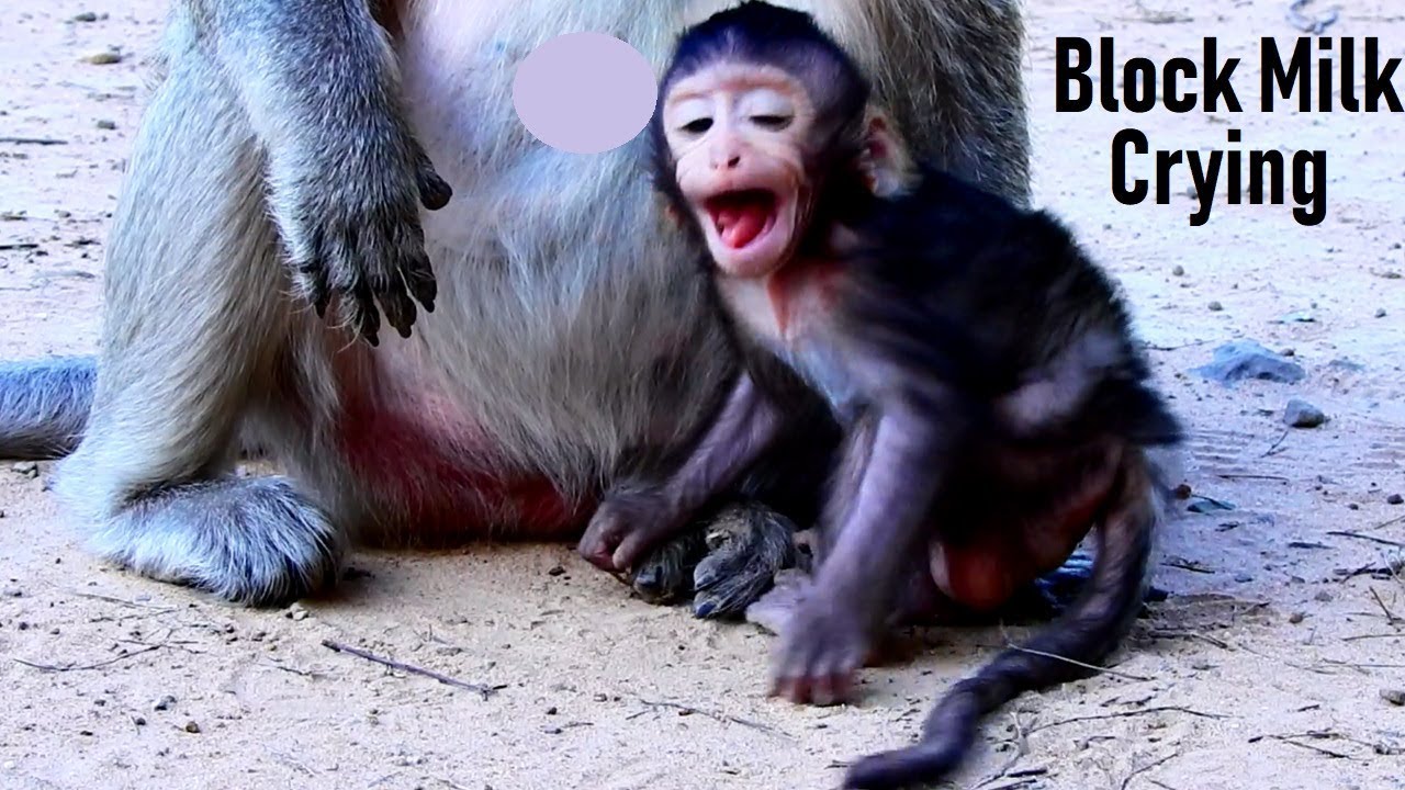 foundry Mom Block Milk Lizza, Lizza Cute BBe Crying Hugging Beloved Mummy Lizzy