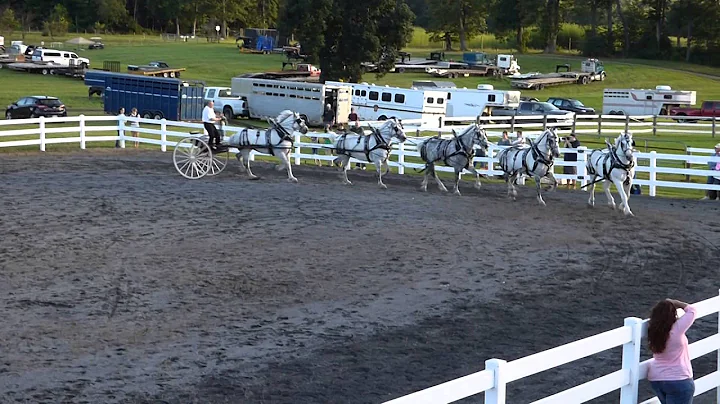 Five Horse "Suicide Hitch"  Dave Rohrbach, Bee Tre...
