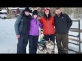 Walk with husky sled dog team: #husky #sled dog #shorts #wyoming