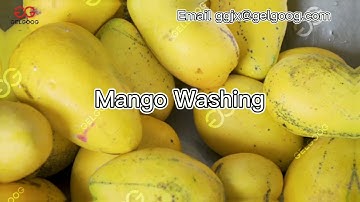 #mangowashing Video of Mango Fruit Washing Process Machine