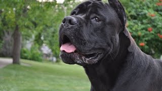 Artur King Romano Regina cane corso