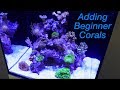 How to Setup a Reef Tank - Part 4: Hardy Beginner Corals and where to Place Them