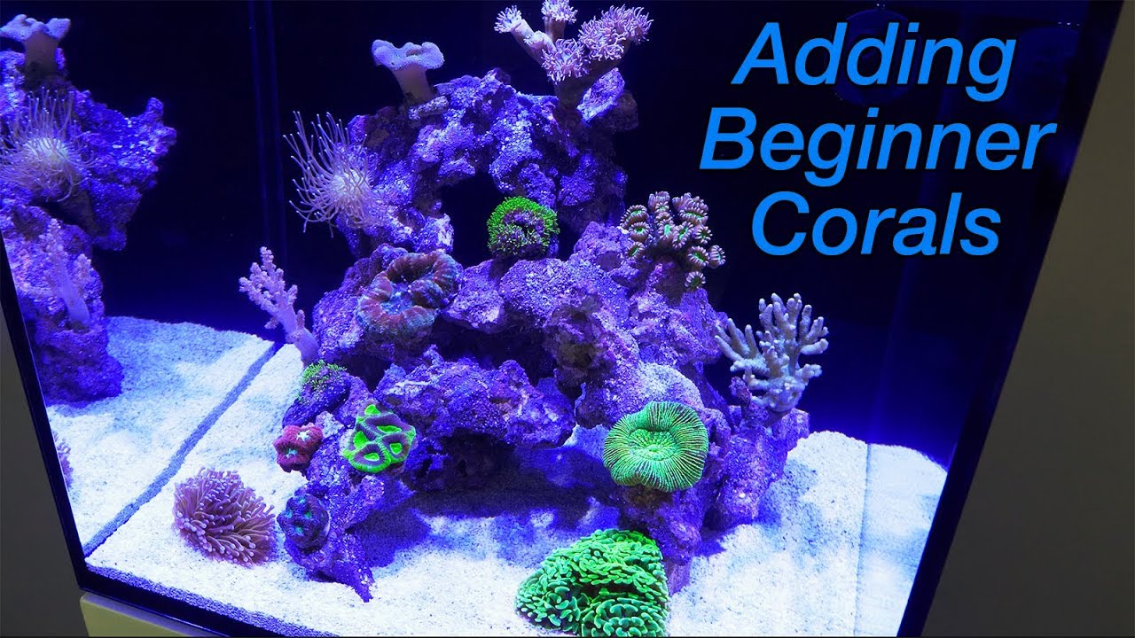 How to Setup a Reef Tank - Part 4: Hardy Beginner Corals and where to Place  Them 