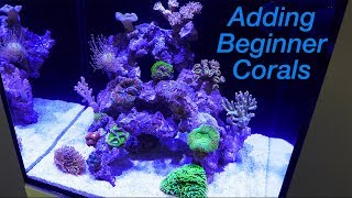 How to Setup a Reef Tank  Part 4: Hardy Beginner Corals and where to Place Them