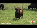 TOROS DE LA GANADERIA SAN ANTONIO DE MILAD BARGUIL