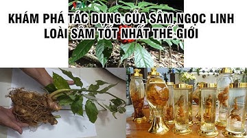 KHÁM PHÁ TÁC DỤNG CỦA SÂM NGỌC LINH  - LOÀI SÂM TỐT NHẤT THẾ GIỚI