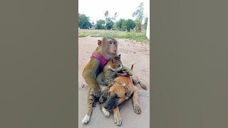 Great Best Video Of Animals SokYaa , Phao And ToTo Are Harmony and Fun WILL MAKE YOU SMILE