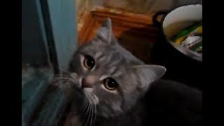 Владик попросился на улицу зимой (2 день зимнее утро, смешные коты и кошки) Владик попросился на улицу зимой (2 день зимнее утро, смешные коты и кошки)