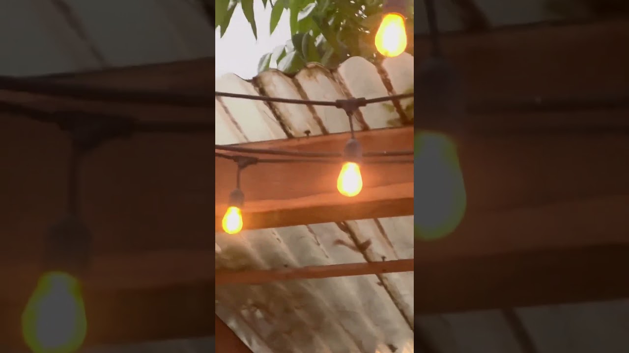 Monkey In Public Living its Best Life! 